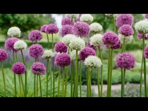 Порошок из стрелок лука и чеснока. DE8SIDjGkMI