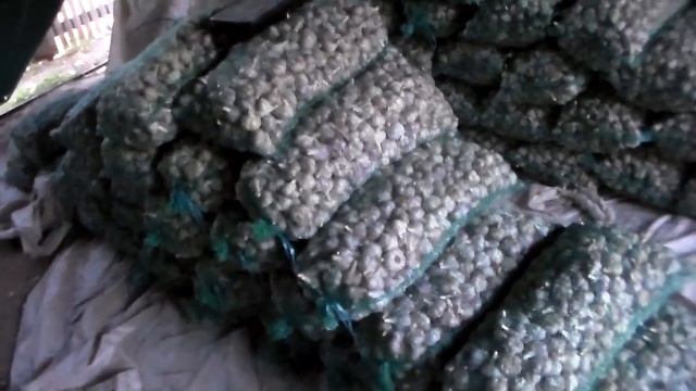 Как продать чеснок не выходя из дома ,четыре способа продажи чеснока.