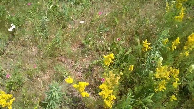 Сбор лечебных трав смотреть онлайн