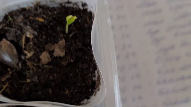Мои сеянцы , посаженные с замачиванием семян в БАРМАТУХЕ