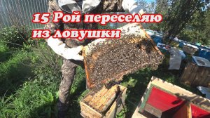 ПЕРЕСАДКА ПОЙМАНОГО РОЯ ИЗ ЛОВУШКИ В УЛЕЙ, ПЧЁЛЫ ПО ХАРАКТЕРУ условно СР, РОЙ №15