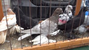 ПТИЧИЙ РЫНОК. УФА, 11 АВГУСТА 2024 г.