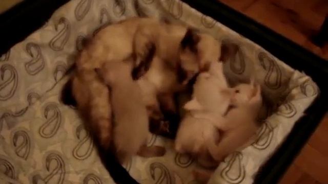 1 месяц котятам Меконгов Жаклин и Зембо))) смотреть онлайн