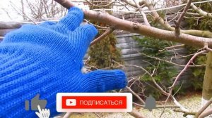 Обрезка яблони. Обрезка на урожай с удержанием кроны. ПРОДОЛЖЕНИЕ.
