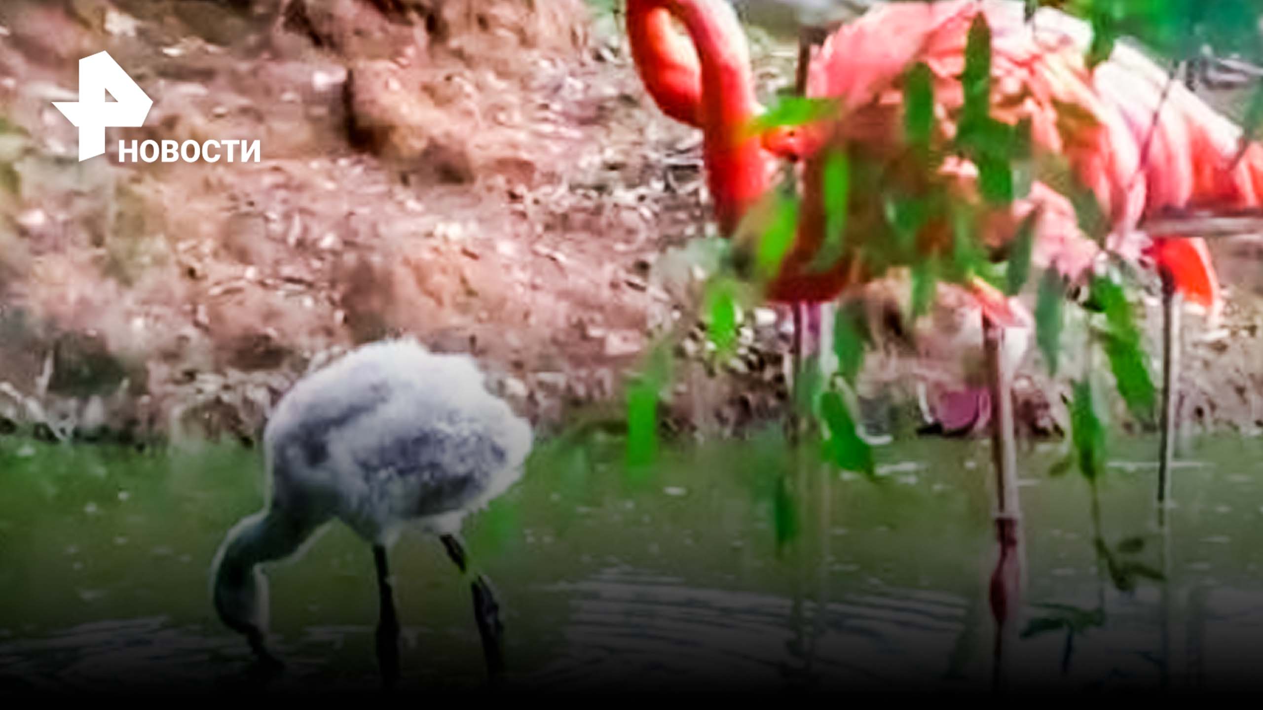 Еще серый: птенцы фламинго родились в Московском зоопарке / РЕН Новости