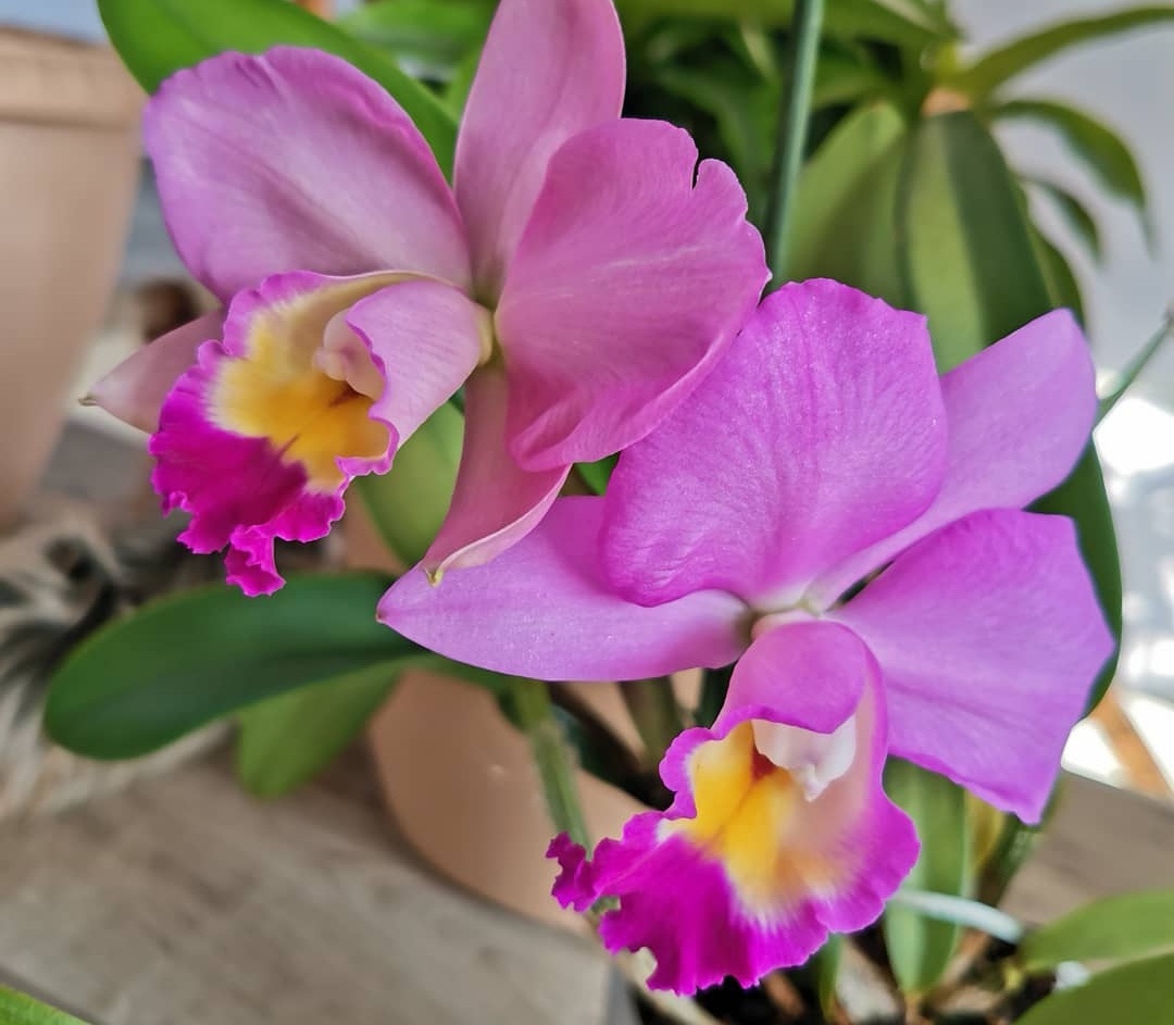 Цветение орхидей в 2022 году! смотреть онлайн