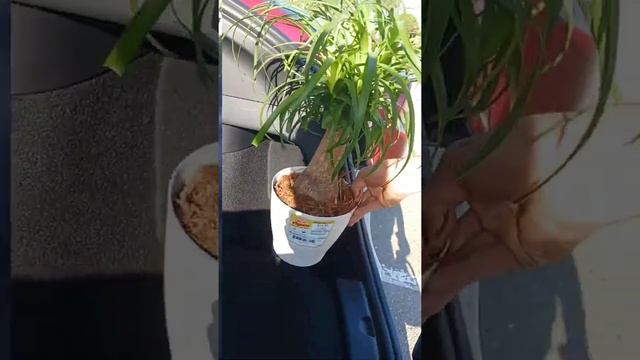 Buying a Beaucarnea Recurvata (Ponytail Plant from Guatemala) смотреть онлайн