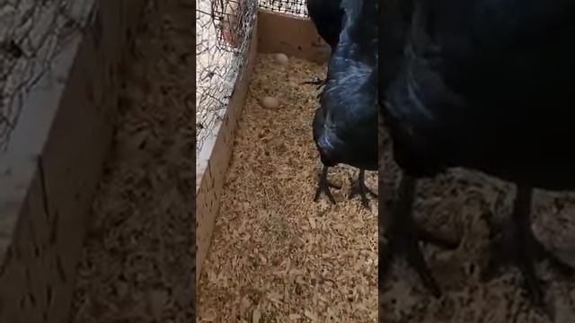 Ayam cemani eggs смотреть онлайн