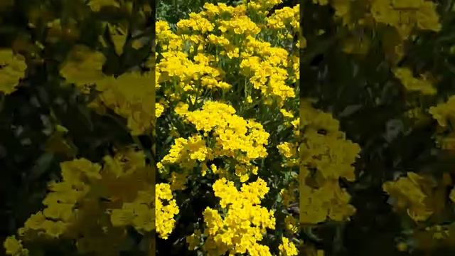 Алиссум скальный смотреть онлайн