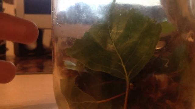 Обзор на майских жуков смотреть онлайн