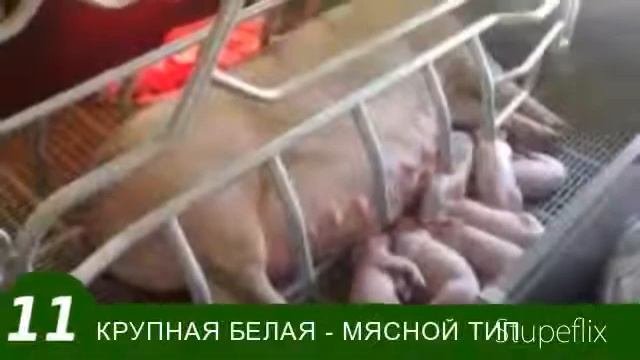 ПОРОДИ СВИНЕЙ и их придназначение та породи