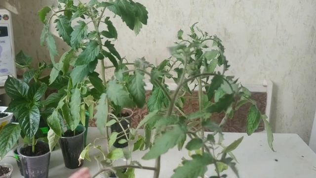 Резка рассады ,удаление листьев ,как способ затормозить рост  и повысить урожай-миф или реальность.