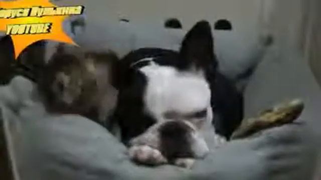 КОТЕНОК С СОБАКОЙ НАСТОЯЩИЕ ДРУЗЬЯ смотреть онлайн