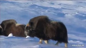 Овцебыки в Норвегии