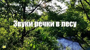 Звук природы. Река в лесу, пение птиц