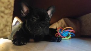 Щенкам 2 месяца... Пора прощаться... Щенки уезжают в новые дома