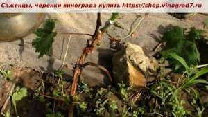 Перепрививка винограда- что делать если прививка не пошла и привой оказался с некрозной древесиной?