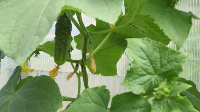 Желтеют завязи огурцов в теплице что делать