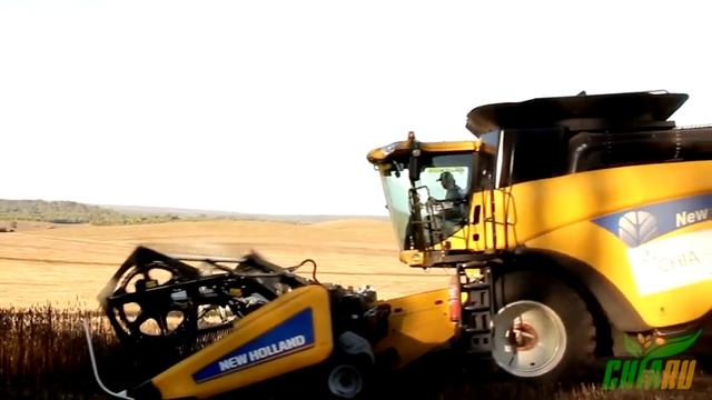 Chia Seed - О производстве семян чиа в Парагвае.