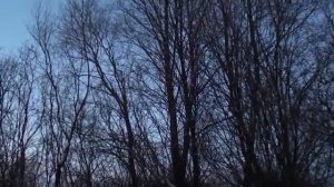 Крик чупакабры, ч.2