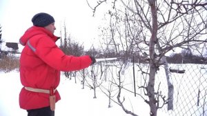 Обрезка груши - Памяти Яковлева / айва ВА-29