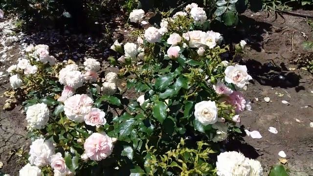 ЦВЕТЕНИЕ ПОЧВОПОКРОВНОЙ РОЗЫ ЛАРИСА смотреть онлайн