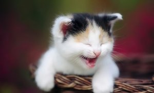 Животные приколы смешные 2021|  Смешные коты и кошки видео