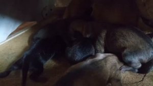 Такса в добрые руки