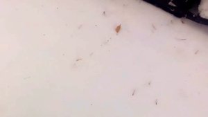 Мотобуксировщик СнежокР500 переделан под гусеницу на 600