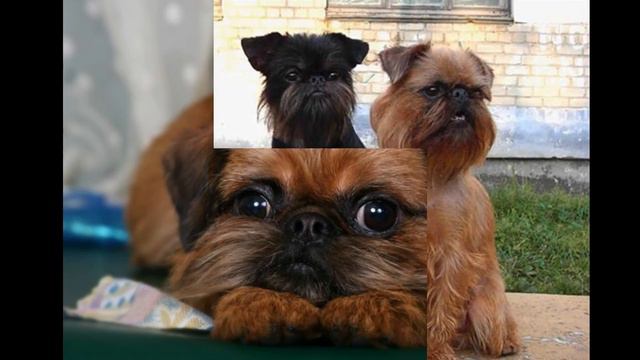 Брюссельский гриффон смотреть онлайн