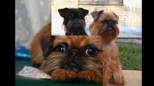 Брюссельский гриффон