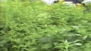 Красная рыба на Камчатке