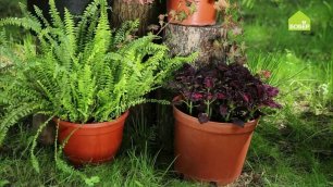 Как украсить теневое место в саду / Как сделать в саду двухуровневую композицию из растений в кашпо