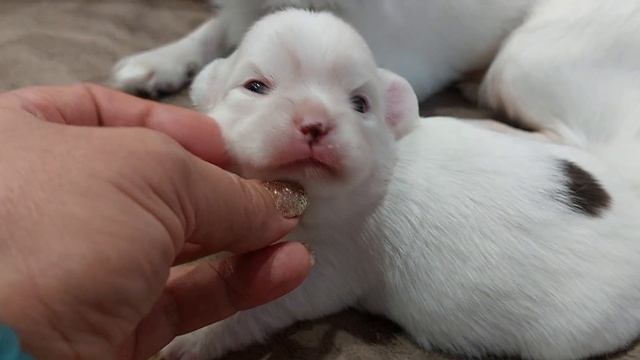 Хаммер Мажорикович 16 дней длинношерстный мальчик чихуахуа питомник Кастропуло+79787458062 смотреть онлайн