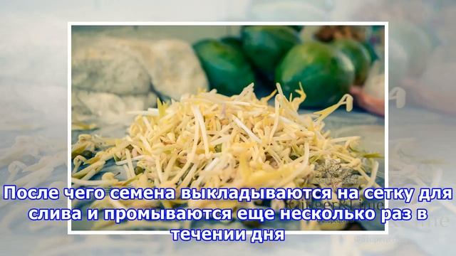 Как вырастить соевые ростки в домашних условиях