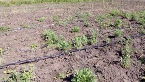 Смородина. Дубль №2. Борьба с сорняками.Currant.Weed control