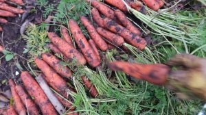 МОРКОВЬ удалась без хлопот! Оценю 9 сортов моркови