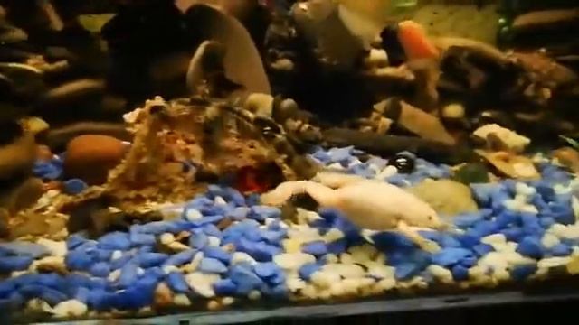 шпорцевая лягушка надулась смотреть онлайн