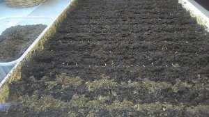 Посев вербены. Сорт Обсешн