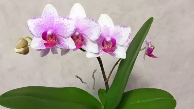 🌸😍ЗИМНЕЕ ЦВЕТЕНИЕ👍! смотреть онлайн