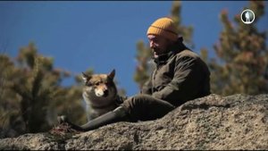 Планета собак. Западносибирская лайка. Часть 2