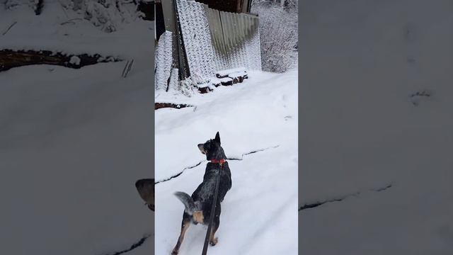 Долгожданный поход в лес после🌦🌧🌊 Australian cattle dog смотреть онлайн
