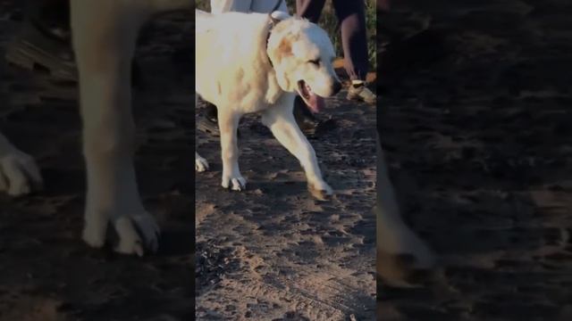 АЛАБАЙ РАША В МЕСЯЦ смотреть онлайн