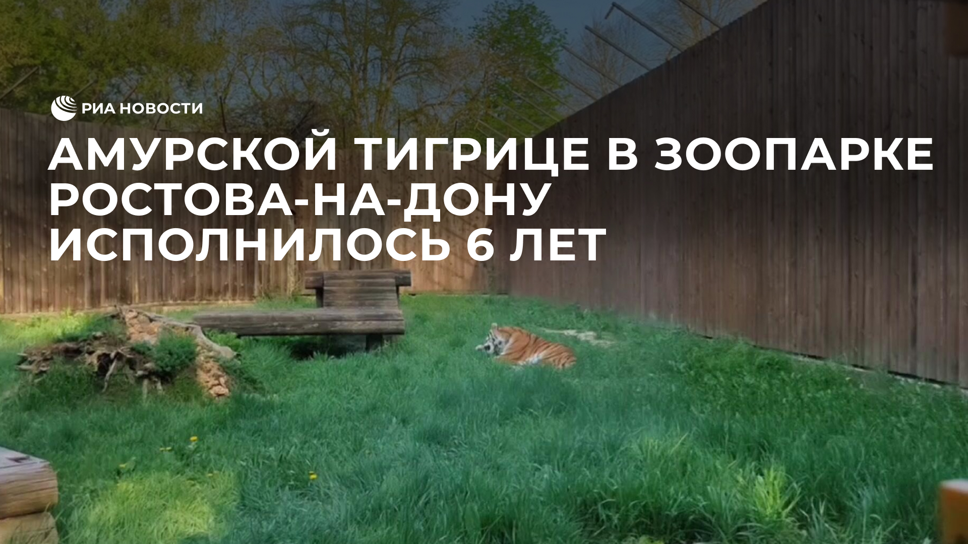 Амурской тигрице в зоопарке Ростова-на-Дону исполнилось 6 лет