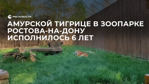 Амурской тигрице в зоопарке Ростова-на-Дону исполнилось 6 лет