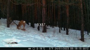 Как косули ложатся на лежку. Лучшие кадры с фотоловушки - Зима 2022-2023