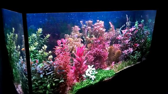 аквариум . новый свет смотреть онлайн