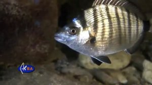 Зубарик. Рыбы Черного моря. Diplodus puntazzo Sharpsnout seabream