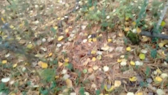 СБОР КЕДРОВЫХ ШИШЕК, ОГРОМНЫЙ МУРАВЕЙНИК С ОГРАЖДЕНИЕМ! смотреть онлайн