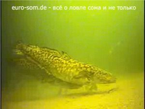 Ловля налима. Рыбалка